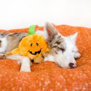 М'яка іграшка гарбуз Brainey Pumpkin з пищалкою помаранчева для собак ZippyPaws - фото 3