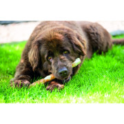 Ласощі Trixie Denta Fun Chewing Rolls для собак Палички для чищення зубів з куркою 28 см 250 г 3 шт - фото 4