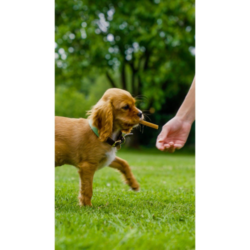 Ласощі Whimzees Stix д/собак у формі паличок S 28 шт