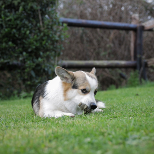 Ласощі Whimzees Alligator д/собак у формі Алігатора M 12 шт