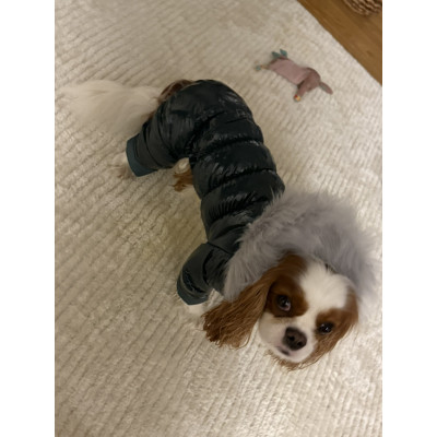 Зимовий комбінезон для собак на хутрі чорного кольору AM-43