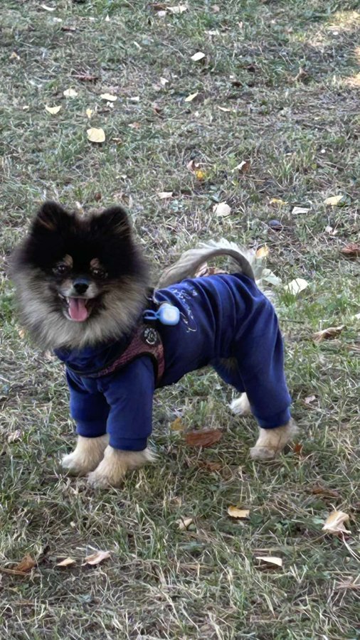 Фото покупця: шпіц у костюмі Dogs Bomba D-244