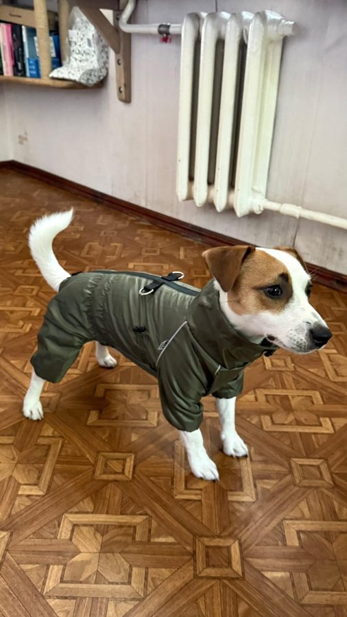 Фото покупця: джек-рассел у дощовику Dogs Bomba MF-44